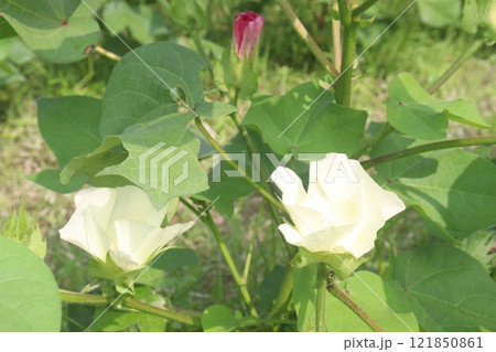 Gossypium hirsutum cotton plant on farm Gossypium hirsutum cotton plant on farm 121850861