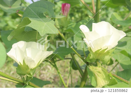 Gossypium hirsutum cotton plant on farm 121850862
