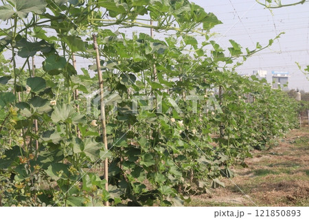 Bottle gourd on farm for harvest Bottle gourd on farm for harvest 121850893