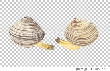 Clams in a shell watercolor illustration set isolated on white. High quality hand-drawn clip art for notebooks, cook book, recipe cards, menu, stickers, tourism, dishes, ads and packaging design 121851430