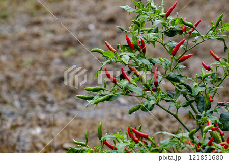 Extremely spicy red chili with customizable space for text Extremely spicy red chili with customizable space for text 121851680