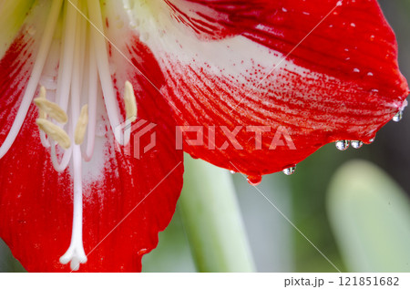 Close up view of Amaryllis flower with water droplets Close up view of Amaryllis flower with water droplets 121851682