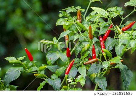 Extremely spicy red chili with blurred nature background. 121851683
