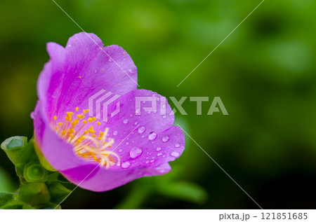 Close up of pink Portulaca flower taken after rainy day with customizable space for text or message Close up of pink Portulaca flower taken after rainy day with customizable space for text or message 121851685