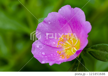 Close up of pink Portulaca flower taken after rainy day Close up of pink Portulaca flower taken after rainy day 121851686