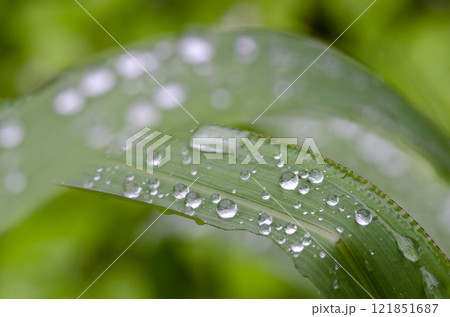 Close up of rain drops or droplets on green leaf after rainy day 121851687