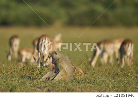 Yellow Baboon feeding 121851940