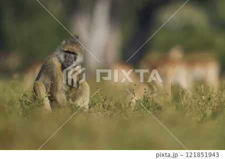 Yellow Baboon feeding 121851943