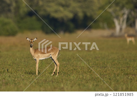 Impala grazing Impala grazing 121851985