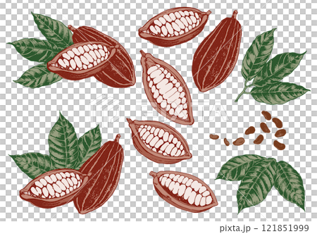 Illustration of various cocoa beans 121851999