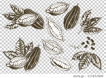 Illustration of various cocoa beans 121852000