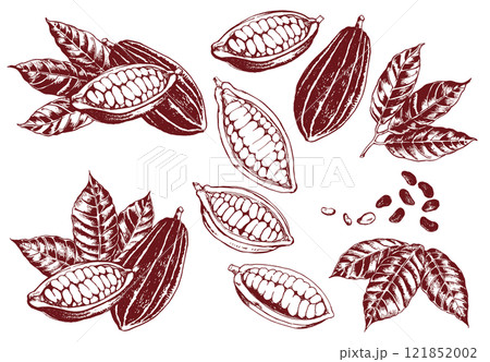 色々なカカオ豆のイラスト 121852002