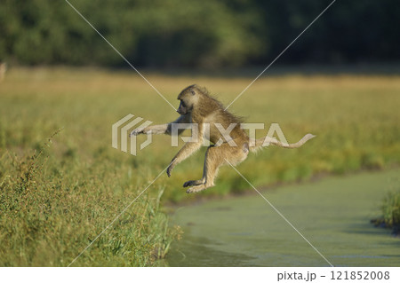 Yellow Baboon leaping a water channel 121852008