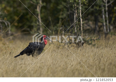 Southern Ground-Hornbill Southern Ground-Hornbill 121852053