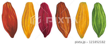カラフルなカカオ豆のイラストセット 121852182