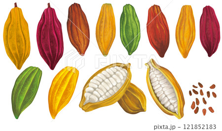 カカオ豆のイラストセット 121852183