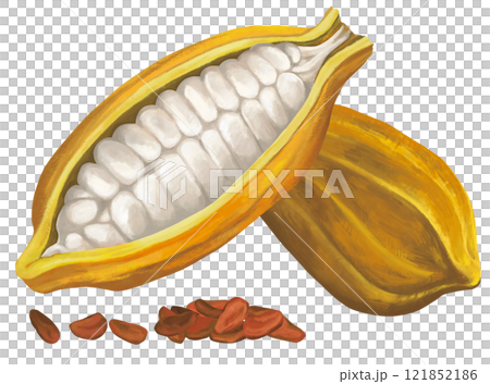 Illustration of cocoa beans 121852186