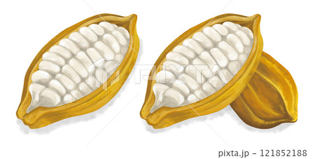 カカオ豆のイラスト　影つき 121852188