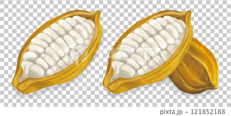 カカオ豆のイラスト　影つき 121852188