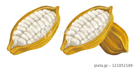 カカオ豆のイラスト 121852189