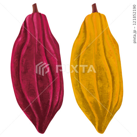 カカオ豆のイラスト 121852190