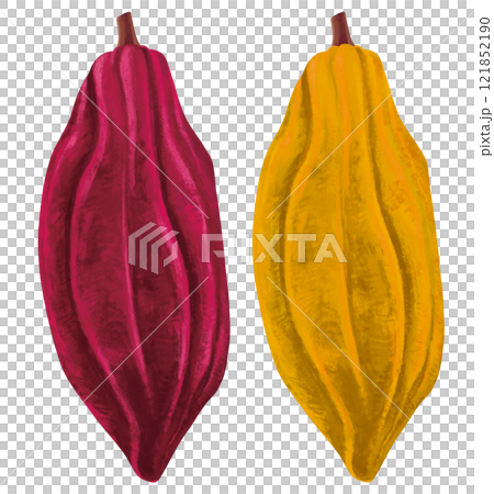 可可豆的插圖 可可豆的插圖 121852190