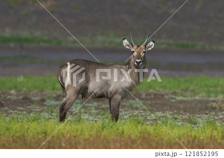 Waterbuck 121852195