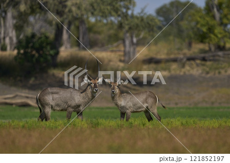 Waterbuck Waterbuck 121852197