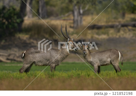 Waterbuck Waterbuck 121852198