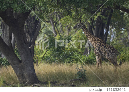 Thornicroft giraffe in woodland Thornicroft giraffe in woodland 121852641