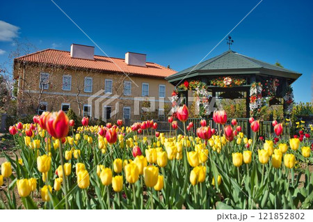 カラフルなアイスチューリップ 121852802