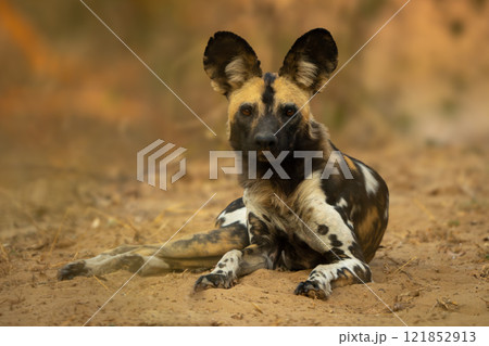 African wild dog lies staring into lens 121852913