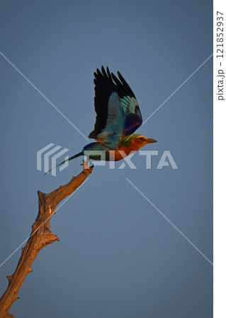 Lilac-breasted roller taking off beneath blue sky Lilac-breasted roller taking off beneath blue sky 121852937