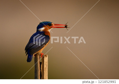 Malachite kingfisher on cracked post holding grub 121852991