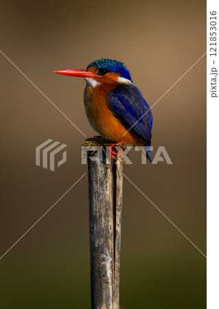 Malachite kingfisher stares ahead on cracked post Malachite kingfisher stares ahead on cracked post 121853016