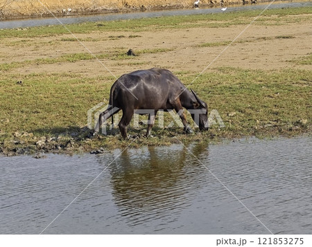 Water Buffalo Grazing by the Water Water Buffalo Grazing by the Water 121853275