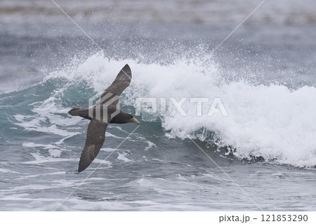 Southern Giant Petrel in flight 121853290