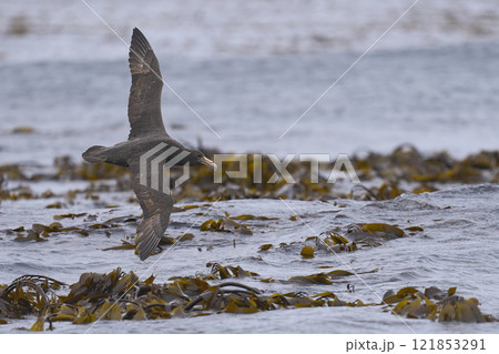 Southern Giant Petrel in flight 121853291