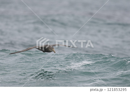 Southern Giant Petrel in flight Southern Giant Petrel in flight 121853295