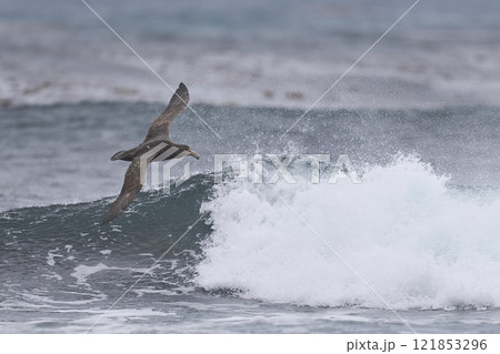 Southern Giant Petrel in flight Southern Giant Petrel in flight 121853296