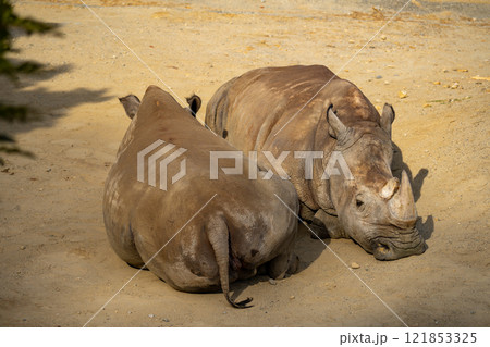 シロサイの写真 シロサイの写真 121853325