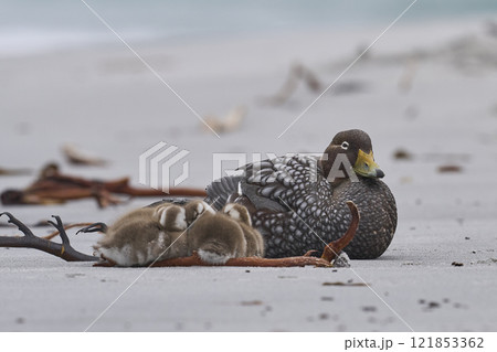 Female Falkland Steamer Duck with brood Female Falkland Steamer Duck with brood 121853362