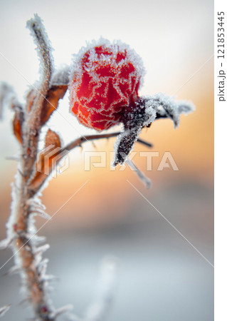 Frosted Rose Hips Glisten in the Morning Light at a Chilly Garden in Winter Frosted Rose Hips Glisten in the Morning Light at a Chilly Garden in Winter 121853445