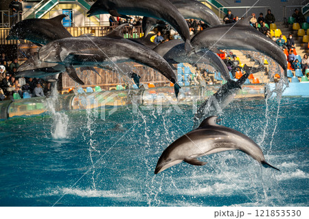和歌山県 イルカのショーの風景 和歌山県 イルカのショーの風景 121853530