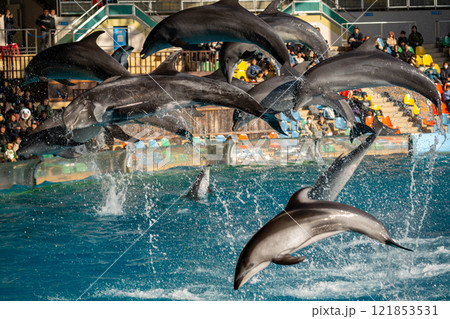 和歌山県　イルカのショーの風景 121853531