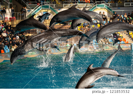 和歌山県　イルカのショーの風景 121853532