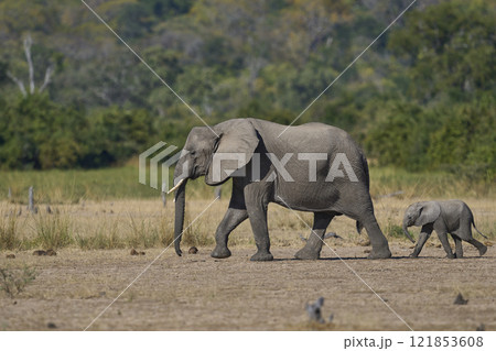 African Elephant in South Luangwa National Park 121853608