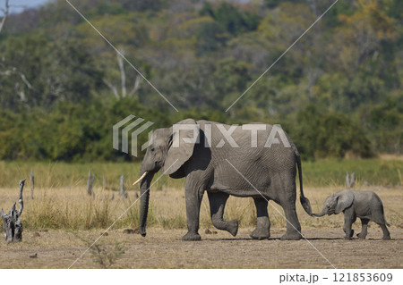 African Elephant in South Luangwa National Park 121853609
