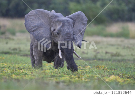 African Elephant feeding in a wetland 121853644