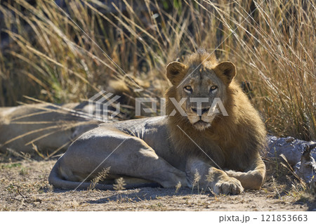 Male Lion in South Luangwa National Park Male Lion in South Luangwa National Park 121853663